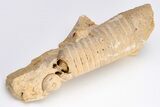 Ordovician Cephalopod (Actinoceras) Fossil - Wisconsin #204192-1